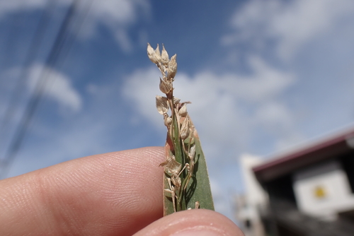 Panicum miliaceum observed 2022-12-11