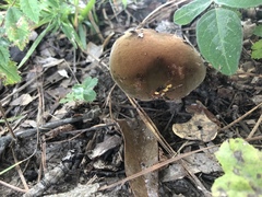 Neoboletus