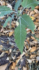 Ambrosia ambrosioides