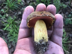 Neoboletus