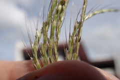 Dichanthium annulatum annulatum