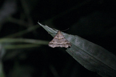 Heterogramma circumflexalis