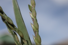 Urochloa glumaris