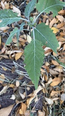 Ambrosia ambrosioides