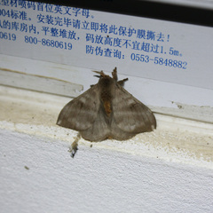 Hylesia metabus