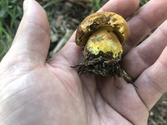 Neoboletus