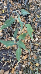 Ambrosia ambrosioides