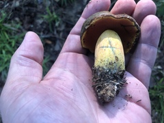 Neoboletus