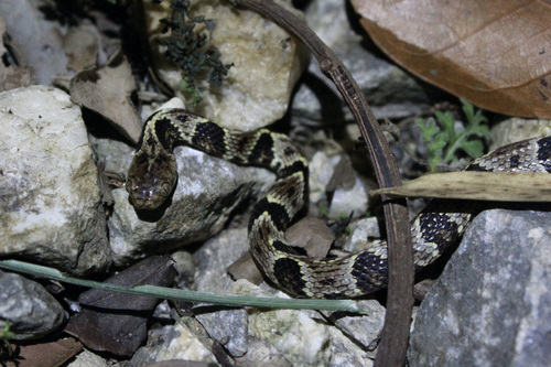 Photo of a Trinidad Snail-eater (Dipsas trinitatis)