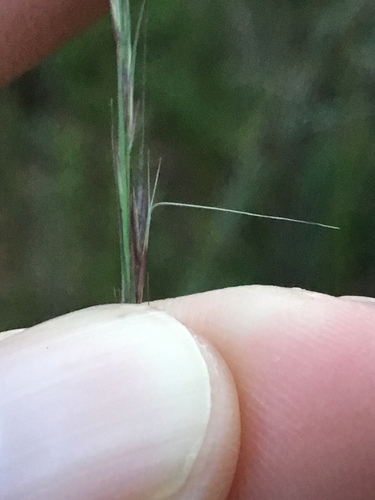Aristida longispica iNat (1)
