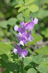 Lathyrus pauciflorus utahensis