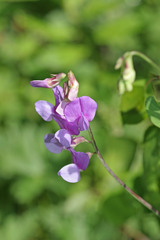 Lathyrus pauciflorus utahensis