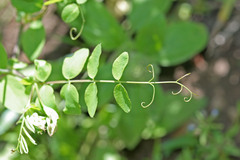 Lathyrus pauciflorus utahensis