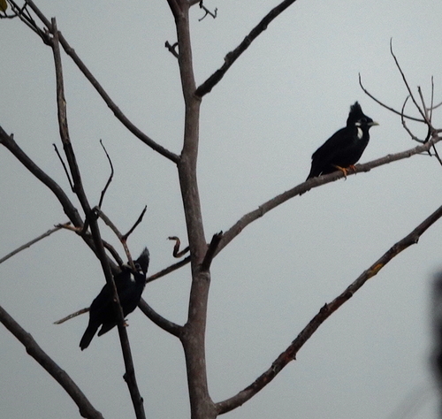 Long-crested Myna (Basilornis corythaix)