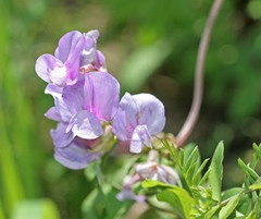 Lathyrus pauciflorus utahensis