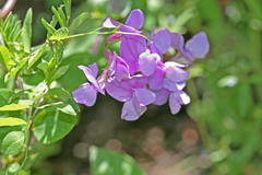 Lathyrus pauciflorus utahensis