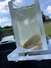 Rhinichthys cataractae