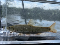 Rhinichthys cataractae