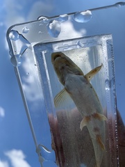 Rhinichthys cataractae