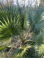 Washingtonia