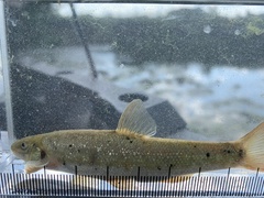 Rhinichthys cataractae