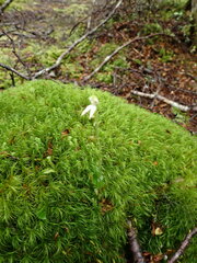 Adenochilus gracilis
