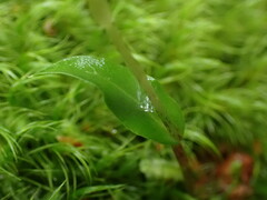 Adenochilus gracilis