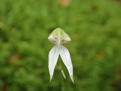 Adenochilus gracilis