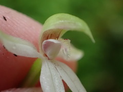 Adenochilus gracilis