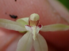 Adenochilus gracilis