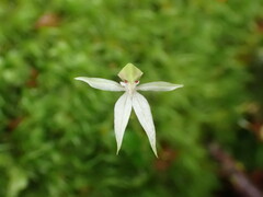 Adenochilus gracilis