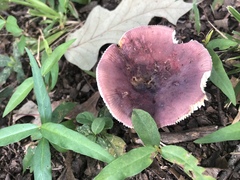 Russula vinacea