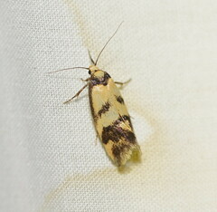 Olbonoma triptycha