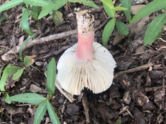 Russula vinacea