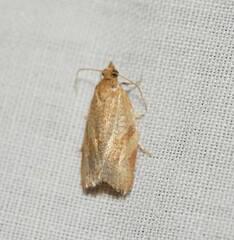 Clepsis divulsana
