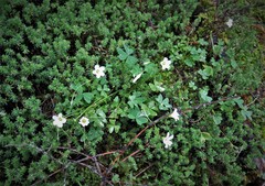 Oxalis lunulata