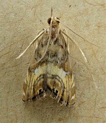 Glaucocharis chrysochyta