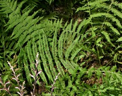 Deparia acrostichoides