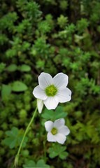 Oxalis lunulata