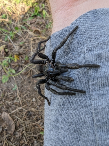 Southwestern Trapdoor Spider photo 5