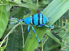 Eupholini