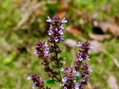 Salvia plebeia