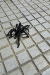 Avicularia
