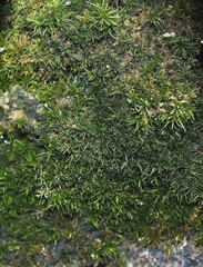 Eucladium verticillatum