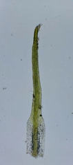 Eucladium verticillatum