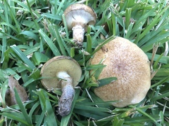 Suillus cothurnatus