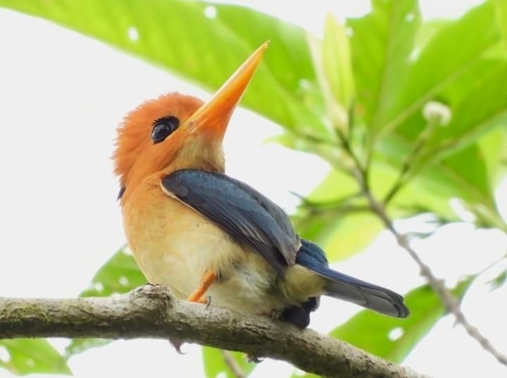 Yellow-Billed Kingfisher