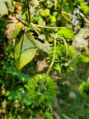 Montanoa grandiflora