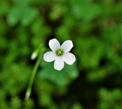 Oxalis lunulata