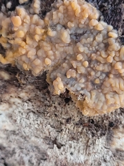 Phlebia radiata
